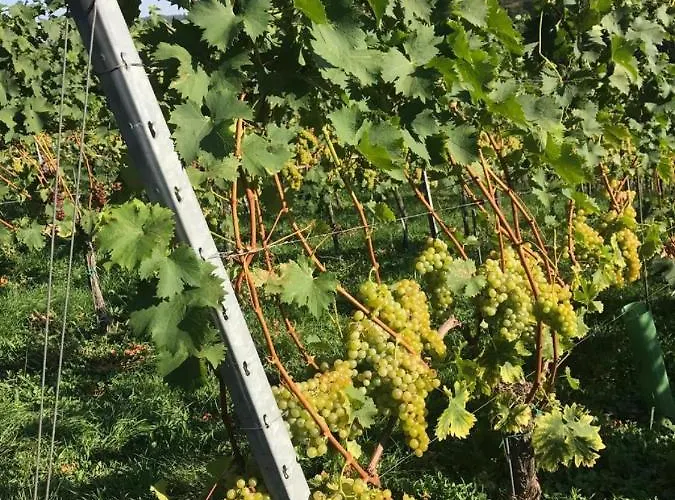 Landpension Gschwantner 게스트하우스